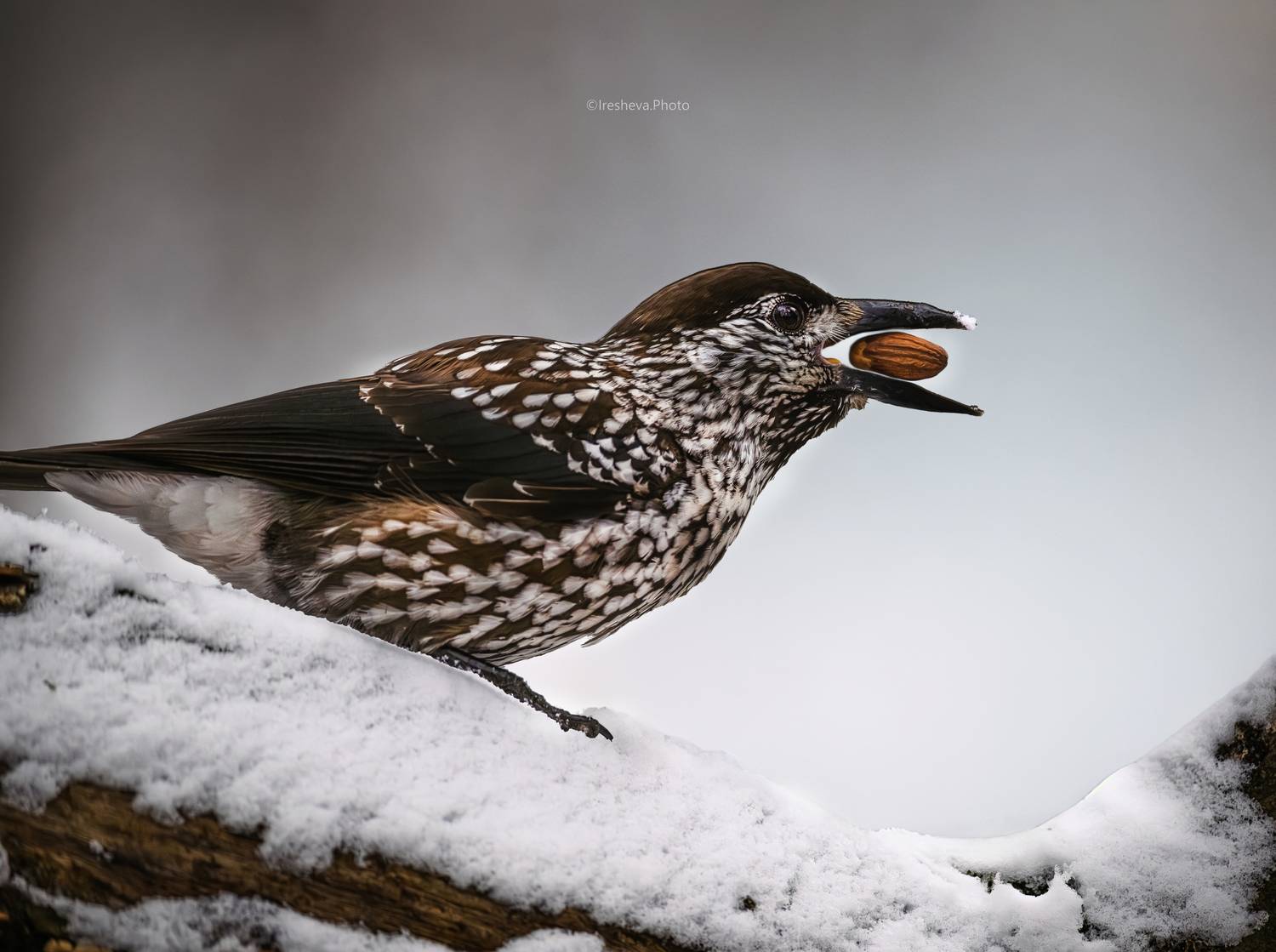 Кедровка,птица, Ирешева Мария