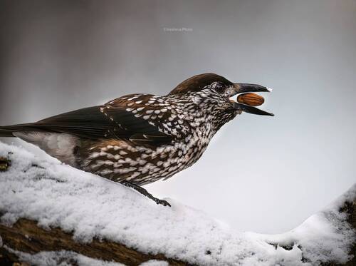 Дегустация