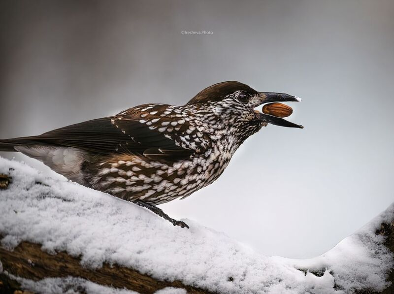 Кедровка,птица Дегустация фото превью