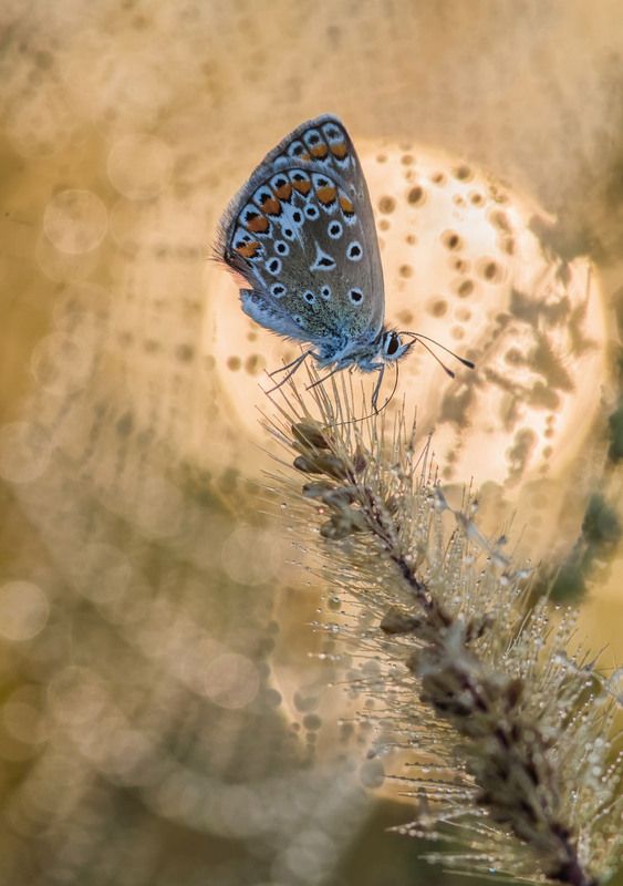 Пробудившись испить утренней росы фото превью