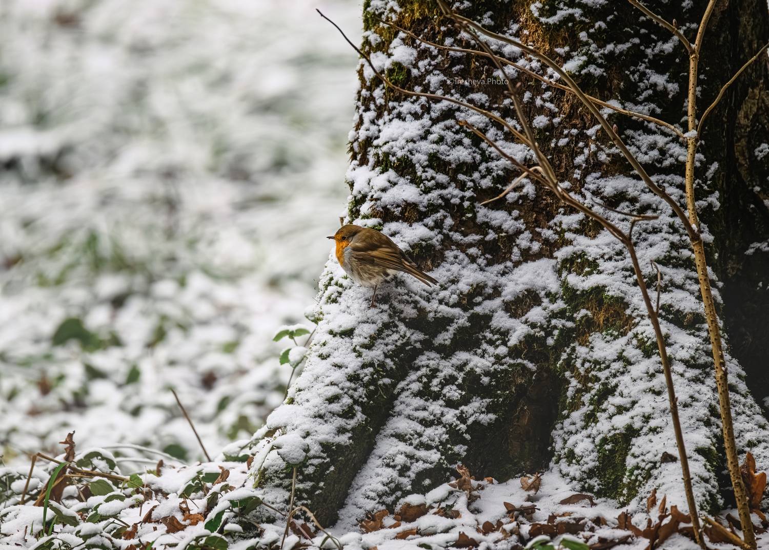 Зарянка,птица,Малиновка, Ирешева Мария