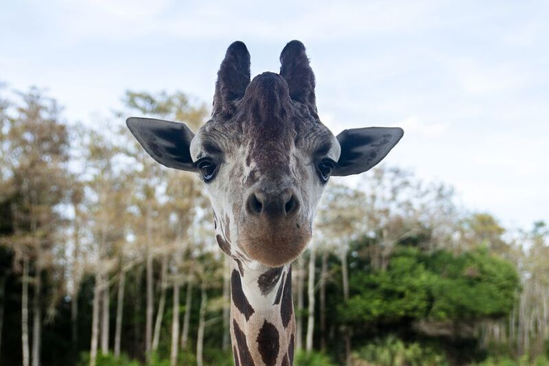 жираф, животные, африка Здрасте! фото превью