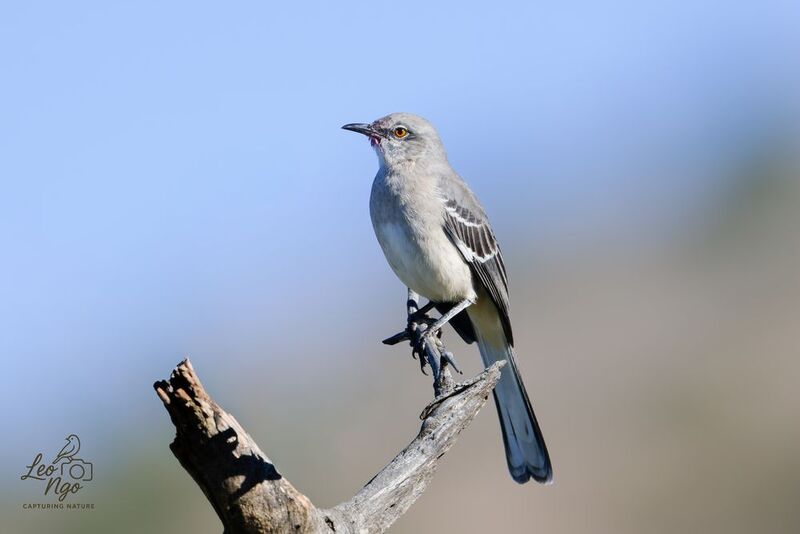 Northern Mocking Bird фото превью