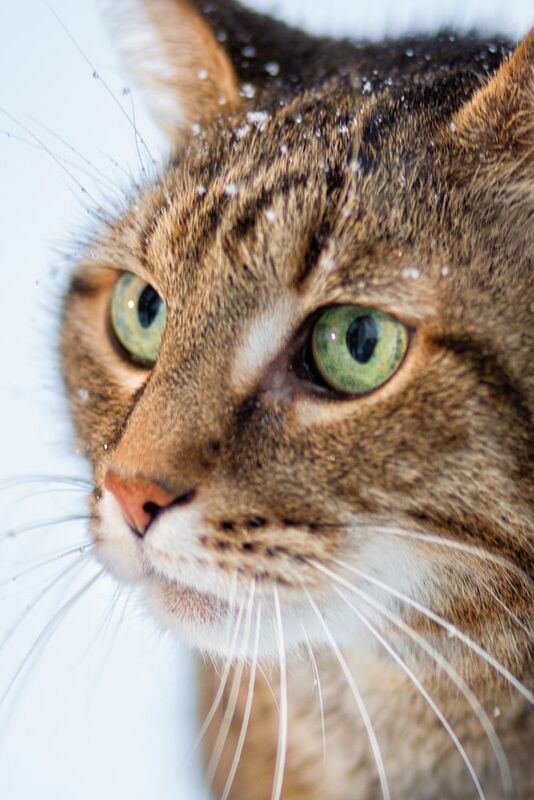 Котик Хасан фото превью