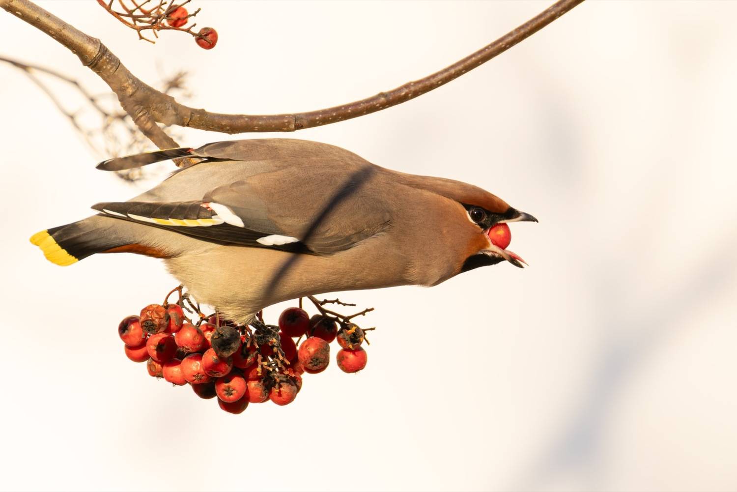 свиристель, рябина, птицы, Ruslan Pl