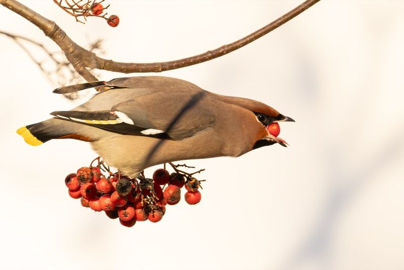 свиристель, рябина, птицы Свиристель фото превью