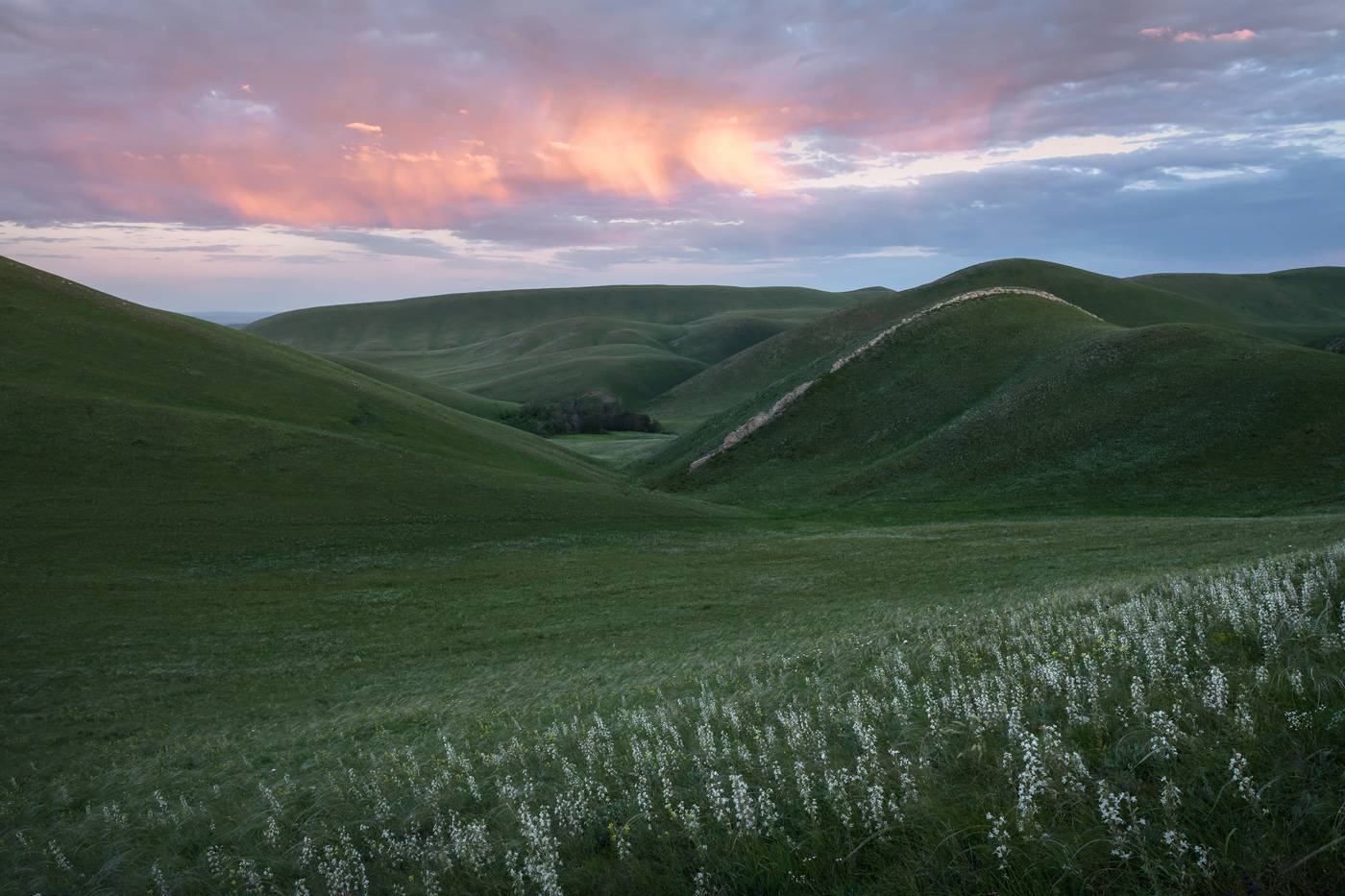 оренбуржье, долгие горы, урал, цветущая степь, степной пейзаж, оренбургская область, карамурунтау, смолевка,, Арсений Кашкаров