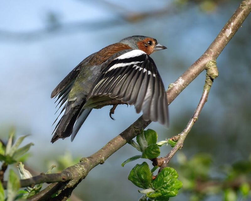 Весна бёрдвотчинг зяблик птицы  Весенний, весь такой жених! фото превью