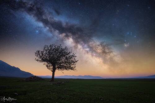 The Lonely Tree