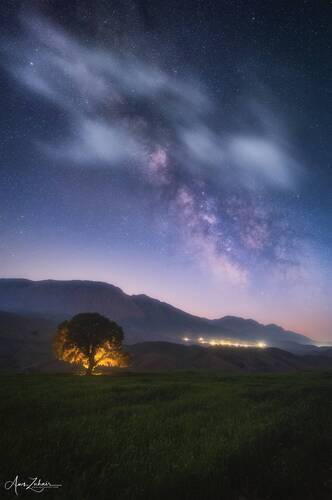 The Lonely Tree