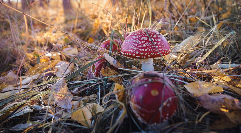 Смоленская обл. Торбеевл Картинки осени... фото превью