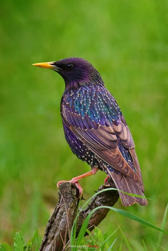 Common starling фото превью