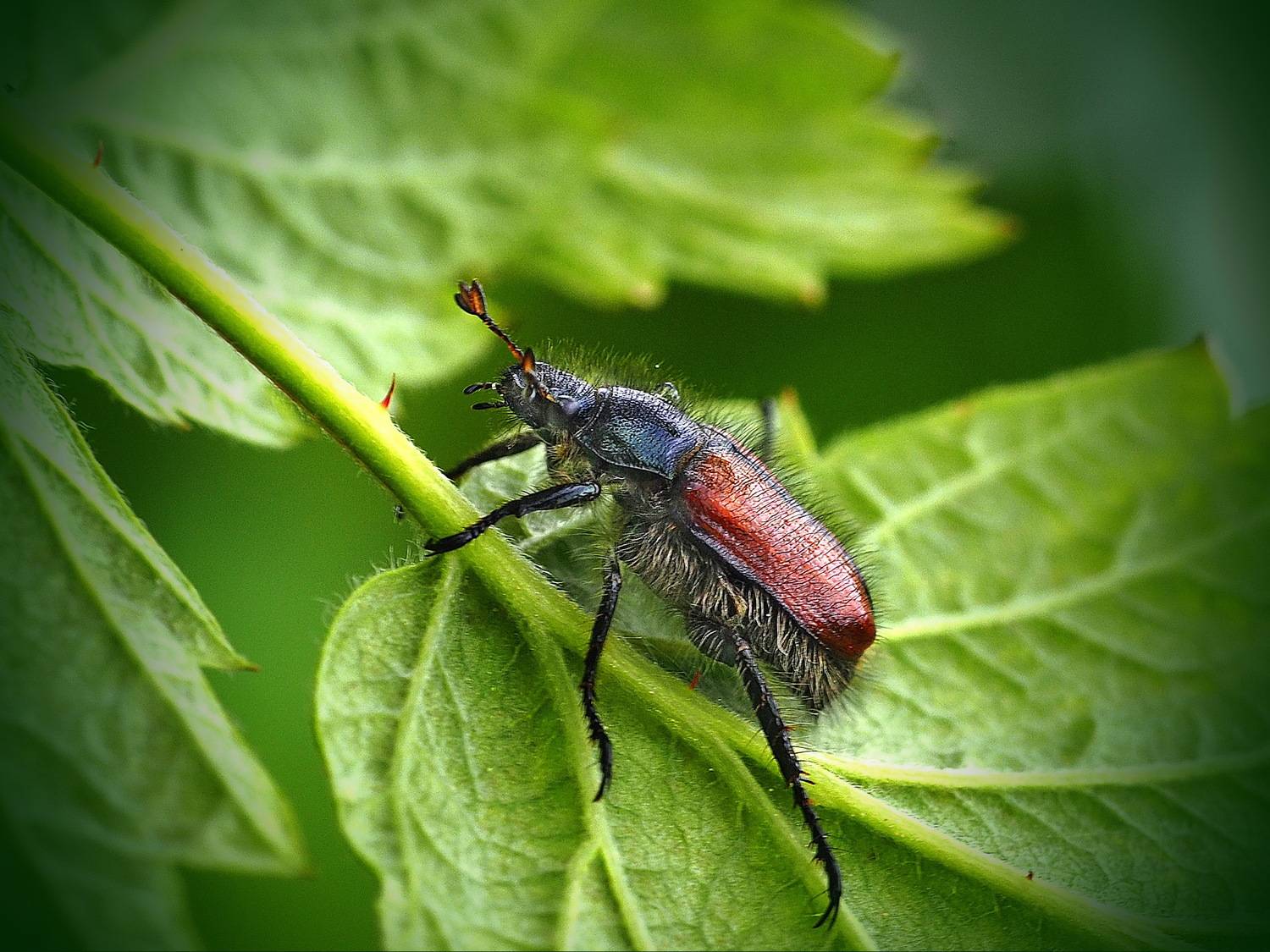 , Риганов Борис