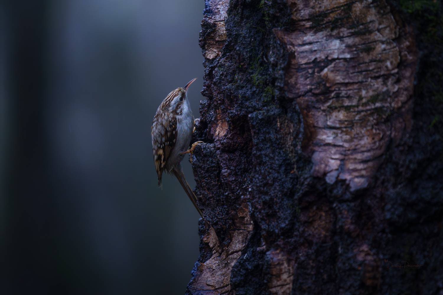 природа, лес, поля, огороды, животные, птицы, макро, Дмитрий Посевич