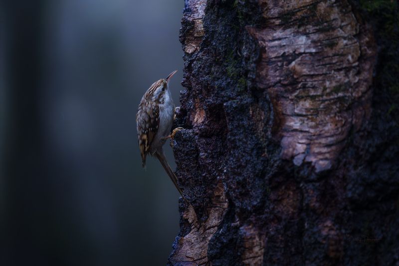 природа, лес, поля, огороды, животные, птицы, макро Крошка-обаяшка фото превью