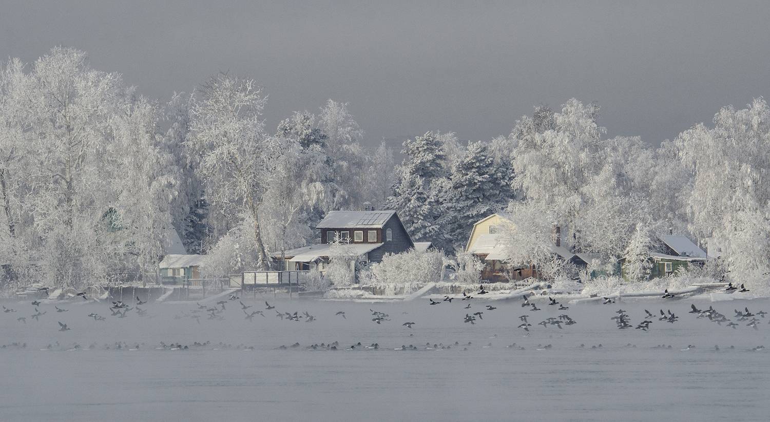 ангара гоголь bucephala clangula, Андрей Таничев