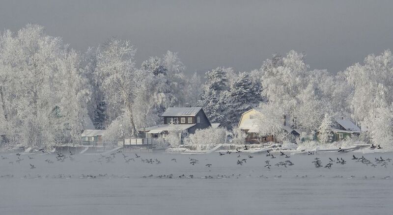 ангара гоголь bucephala clangula Утка на Рождество фото превью