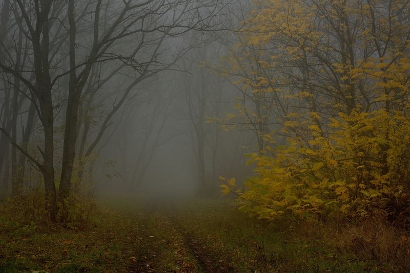 осень листва утро лес туман Туманное утро фото превью