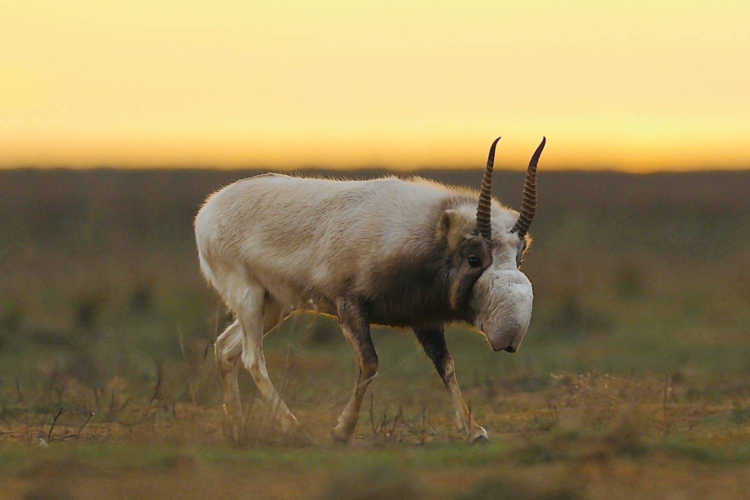 , Голубков Леонид