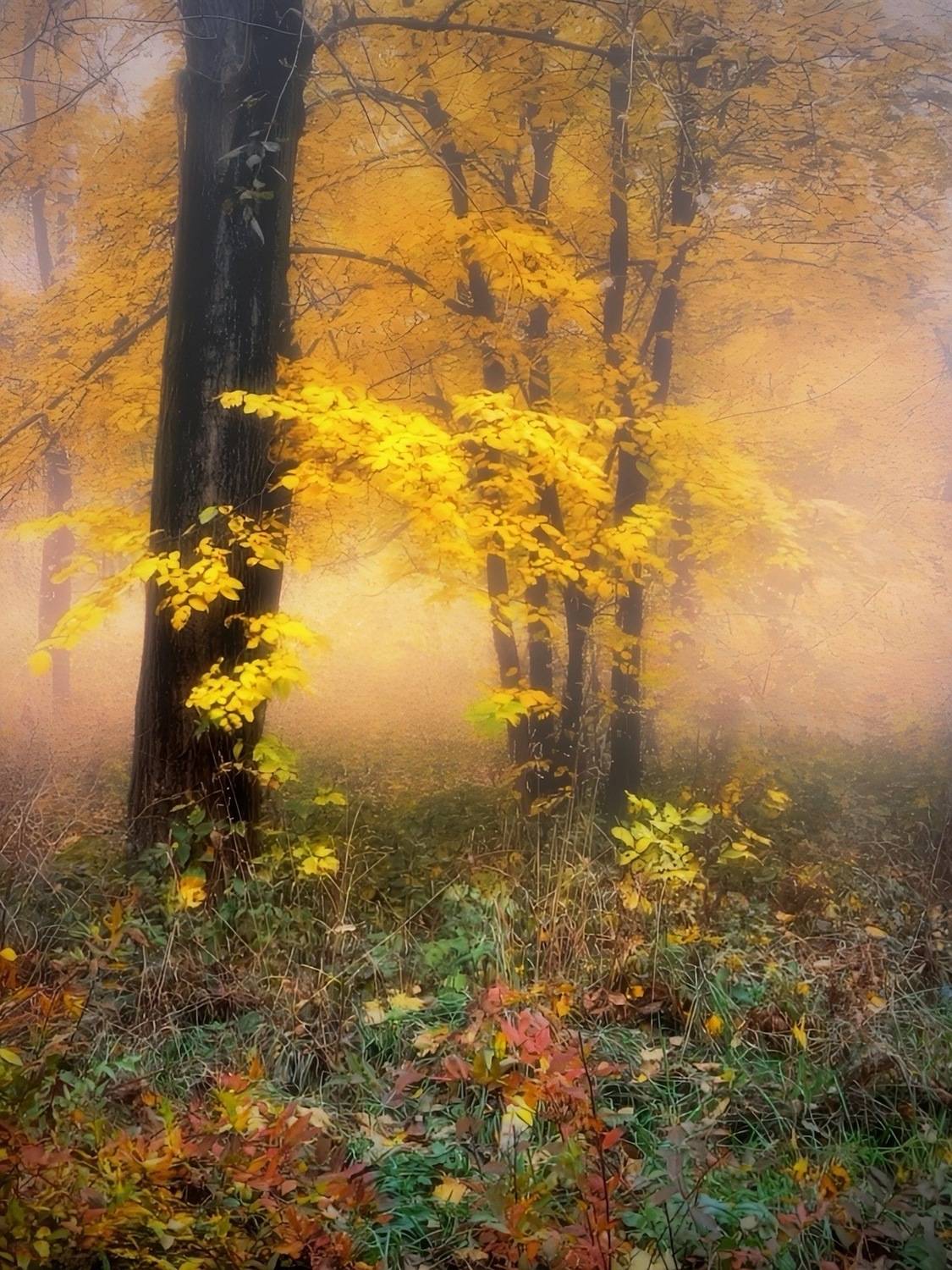 пейзаж, landscape, nature, природа, осень, autumn, золотаяосень, goldatum, лес, forest, туман, Julia Kaissa