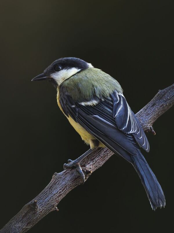 наблюдения за птицами, синица, синичка, большая синица, птицы, портреты птиц, я художник я так вижу Синичка фото превью