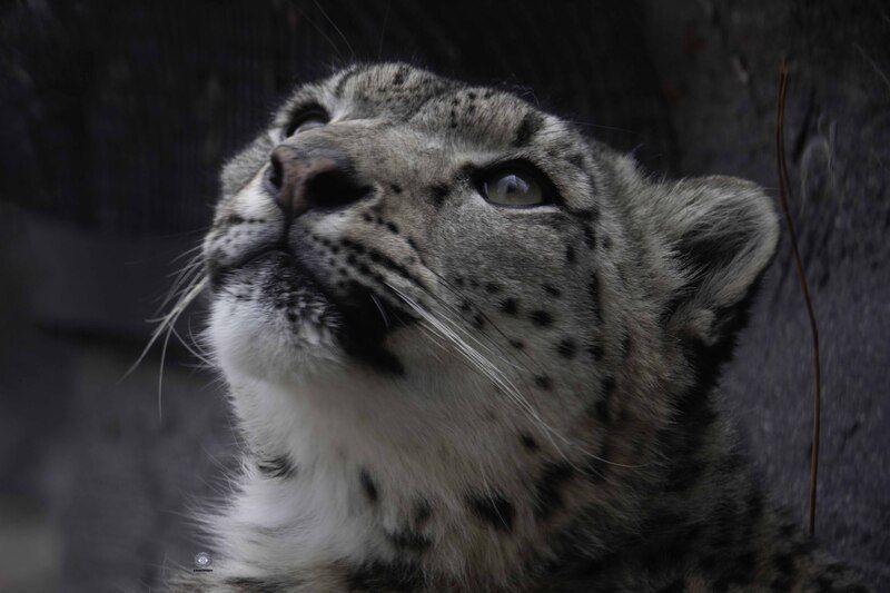 Snow leopard фото превью