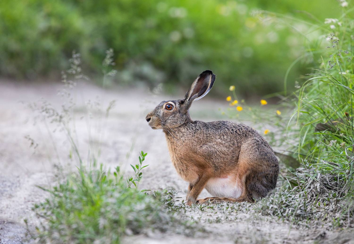 , Веревченко Михаил