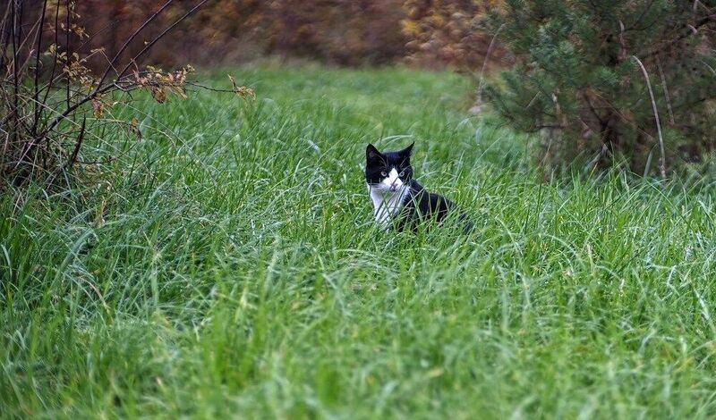 Кто идёт? фото превью