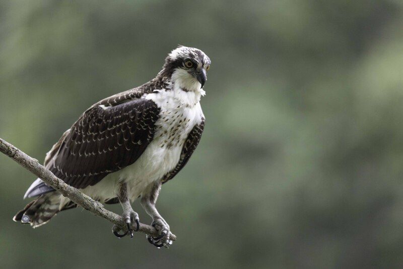 Osprey фото превью