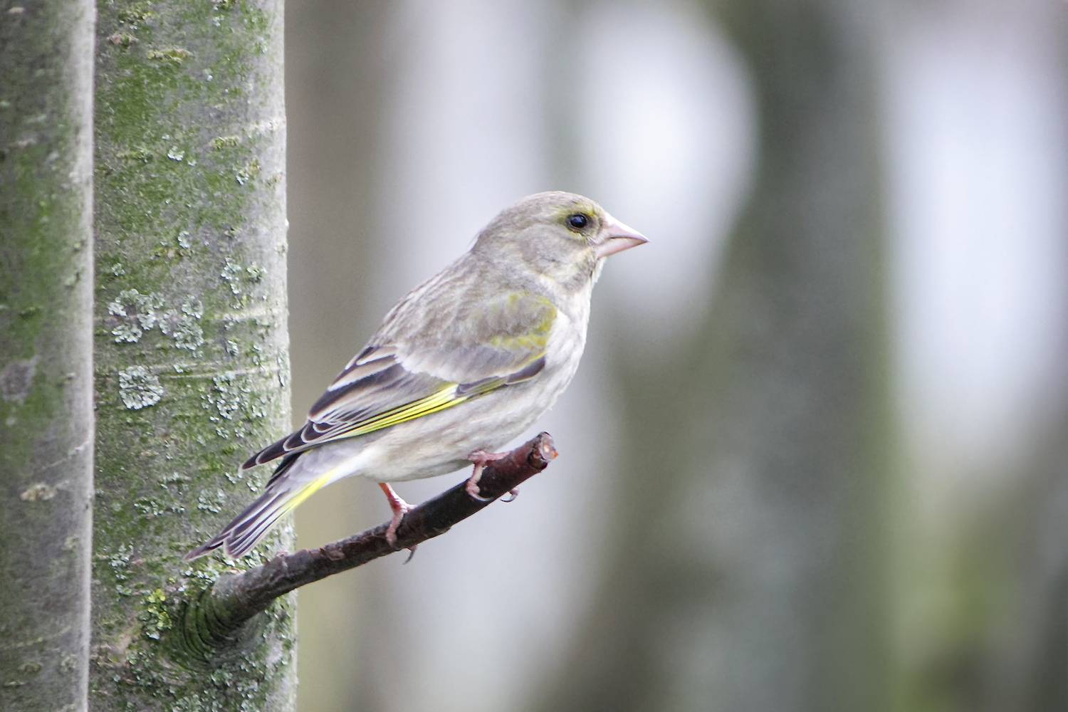 зеленушка, обыкновенная зеленушка, chloris chloris, КарОл