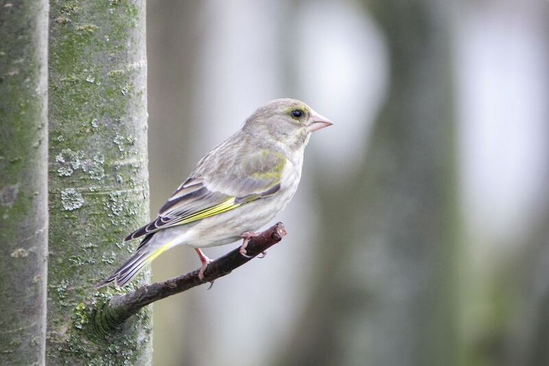 зеленушка, обыкновенная зеленушка, chloris chloris Зеленушка фото превью