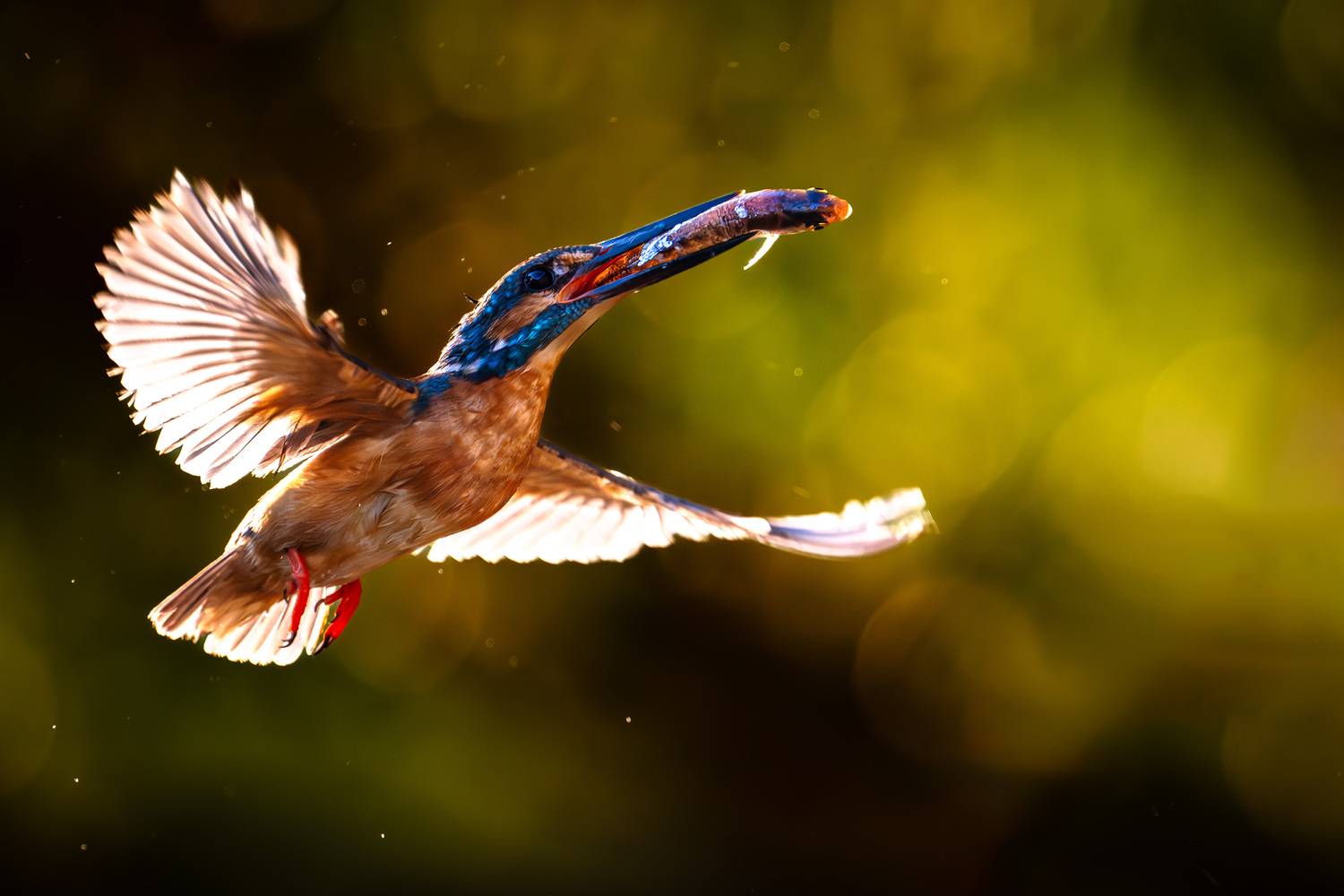 #зимородок, #commonkingfisher, Владимир Ежов