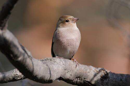 Зяблик (лат. Fringílla coélebs)