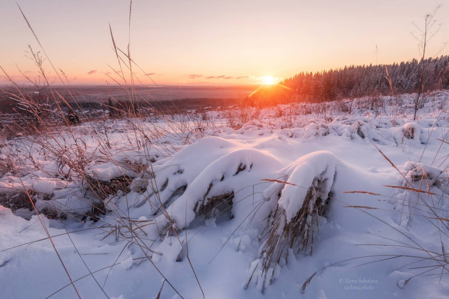 , Елена Соколова