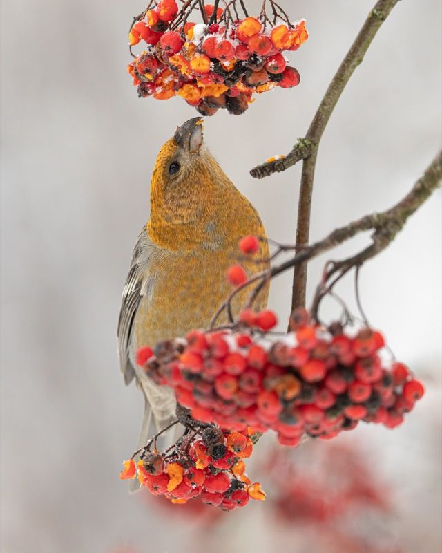 щур, птицы, рябина Щур фото превью