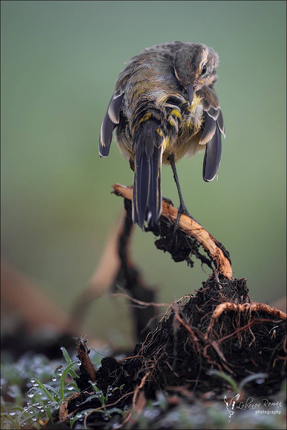 , Лобанов Роман