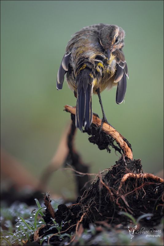 Пёрышко к пёрышку фото превью
