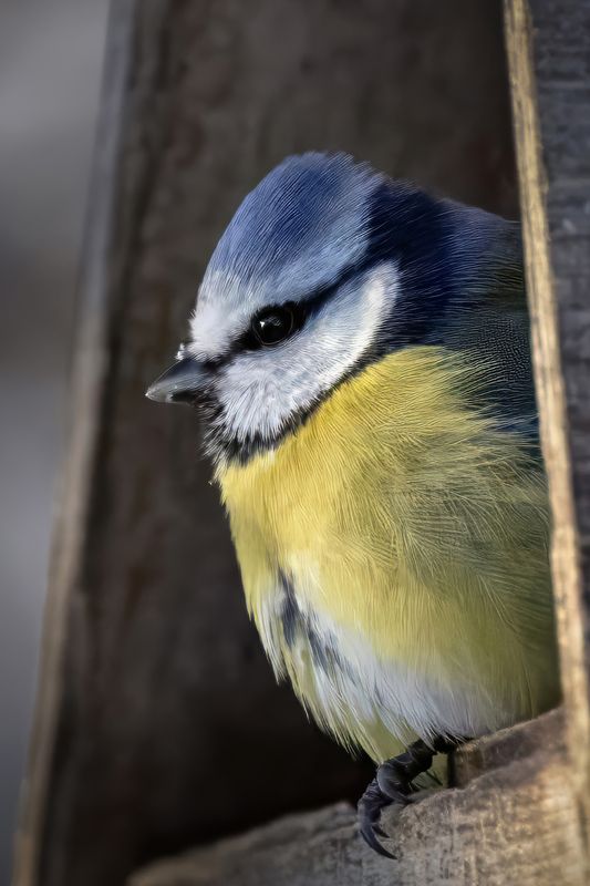 синица, птицы, природа, лазоревка Портрет лазоревки фото превью