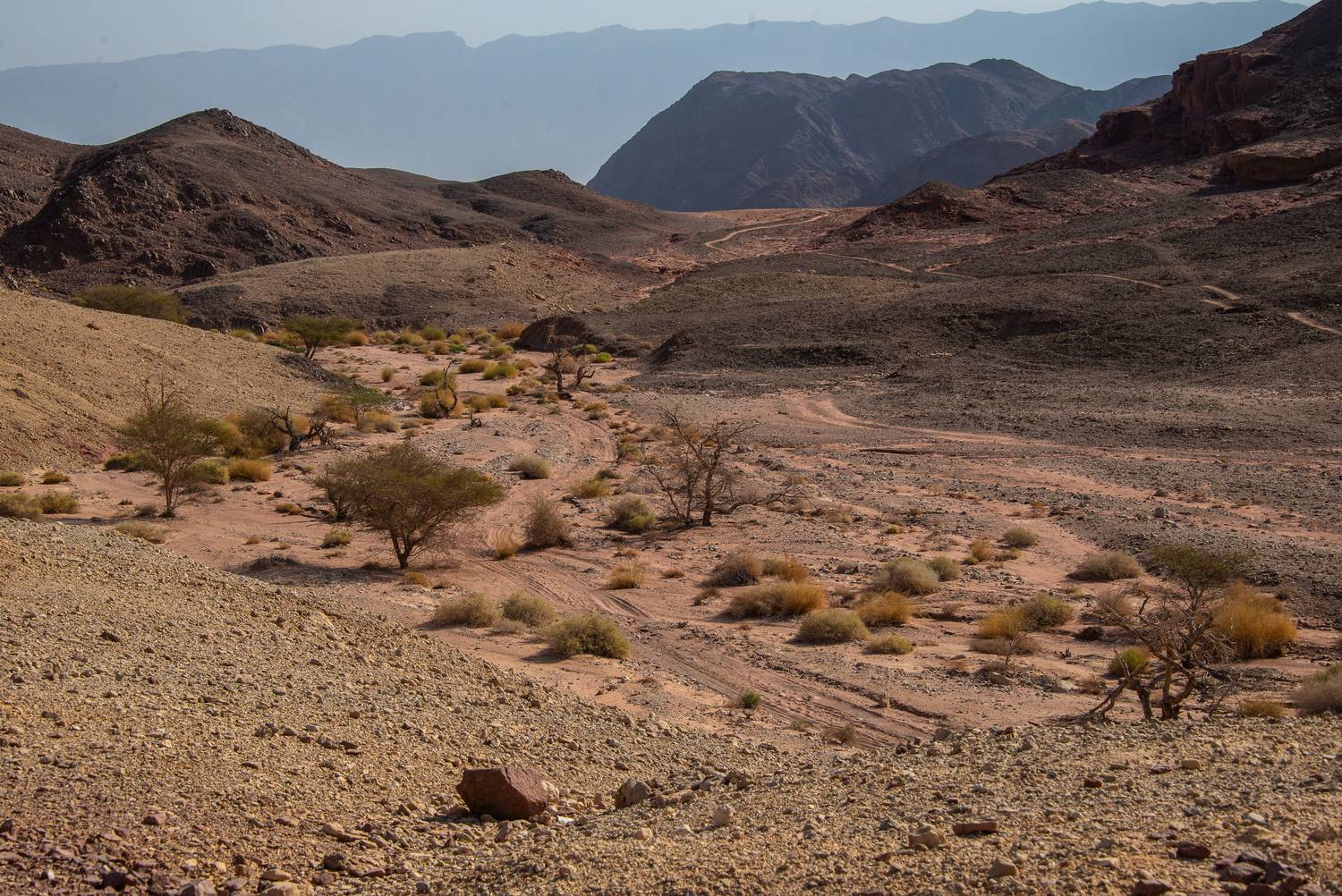 , Vladimir Bragilevsky