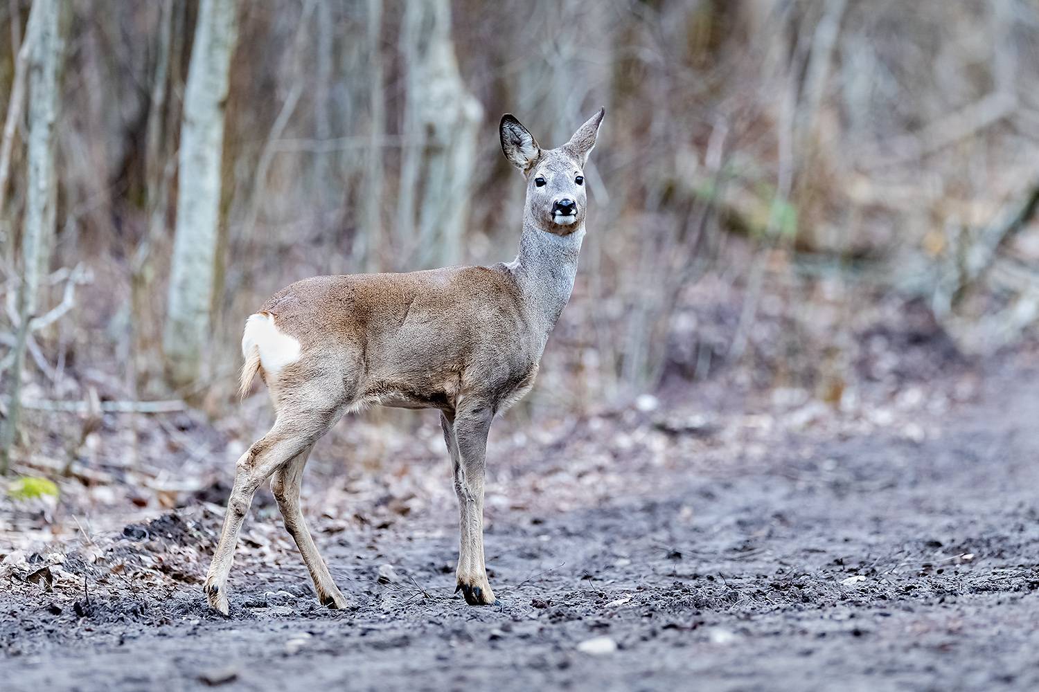 , Абросимов Александр