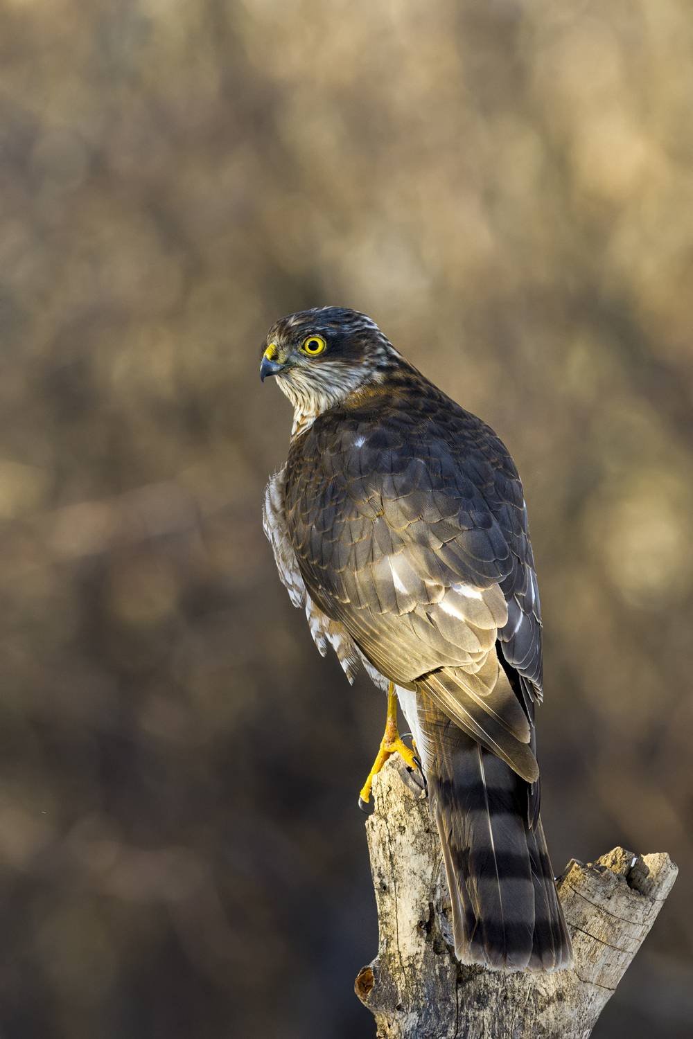 природа, Валерий Черняк