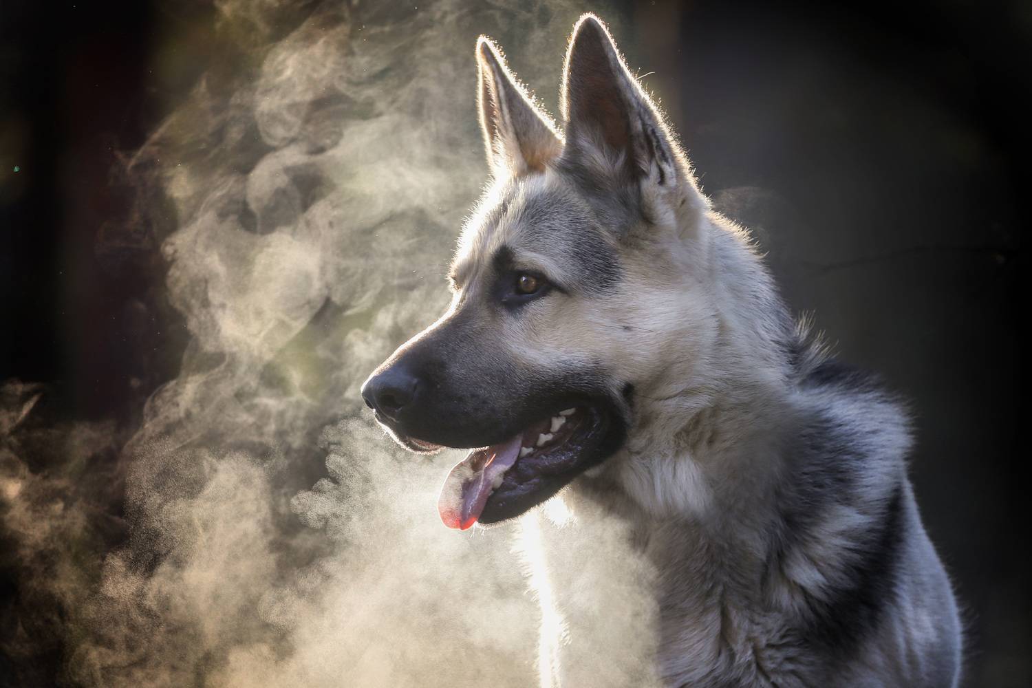 , Андрей Ершов