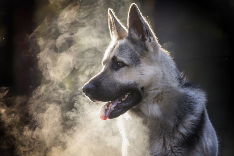 Дыхание зимы фото превью