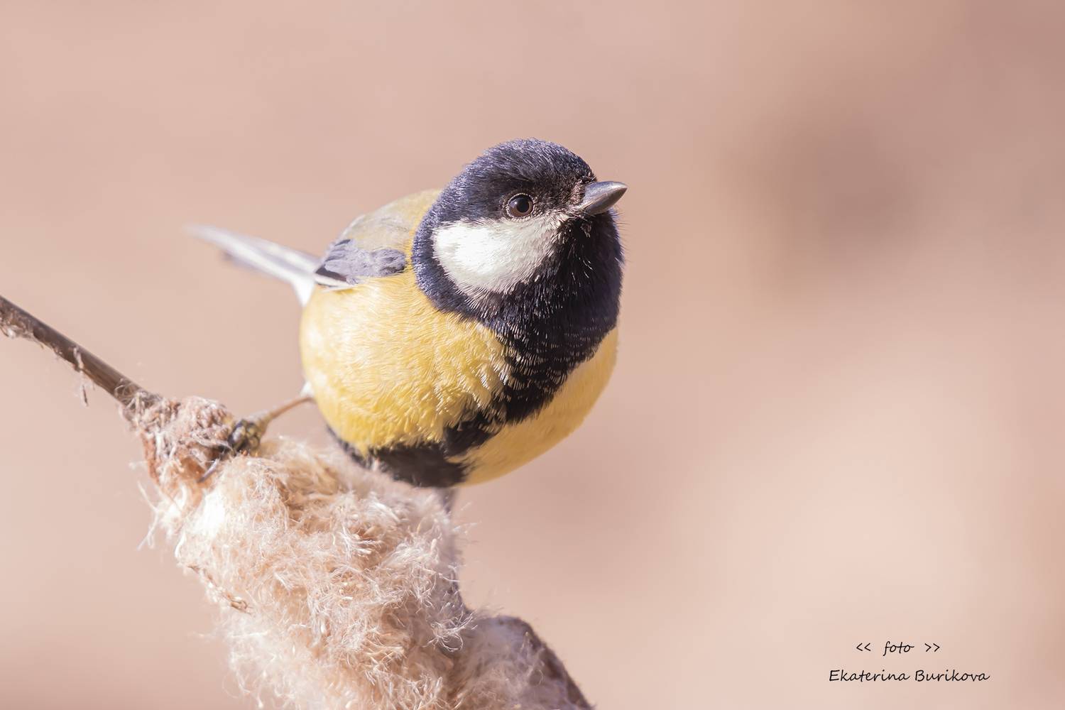 , Бурикова Екатерина