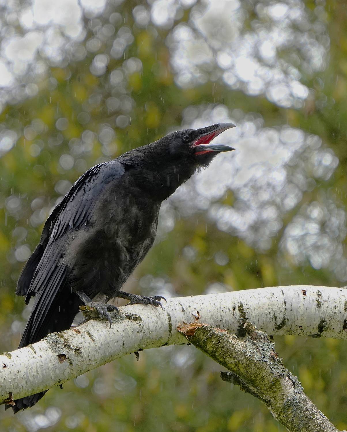 , Аникеев Владимир