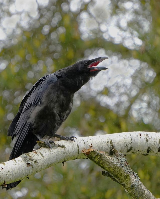 Каркуша фото превью