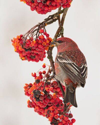 Финский попугай