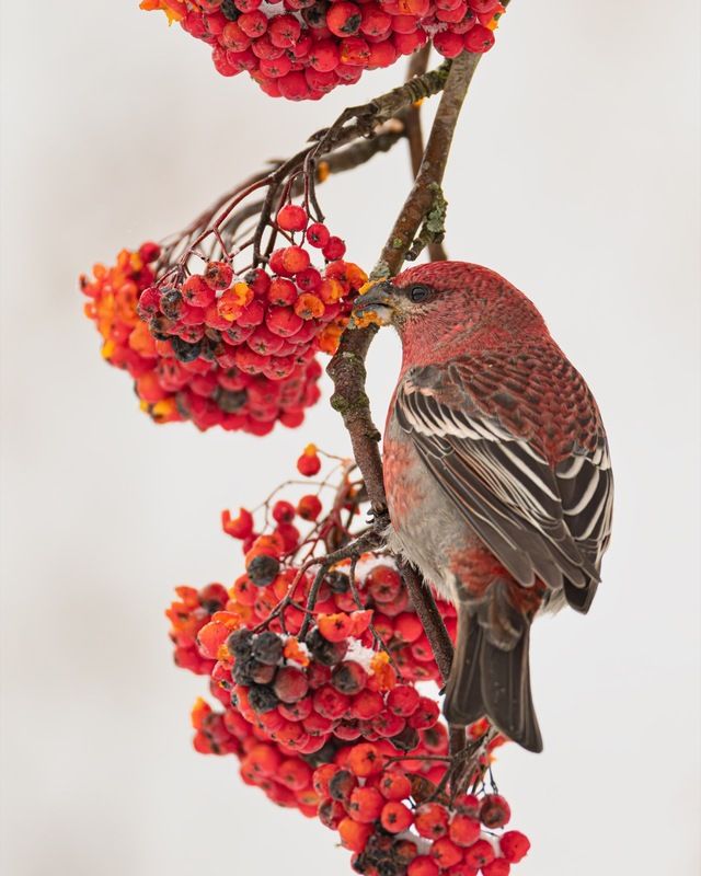 щур, птицы, рябина Финский попугай фото превью