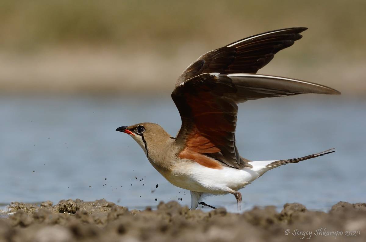 , Сергей Шкарупо