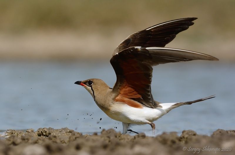 Тиркушка на взлете фото превью